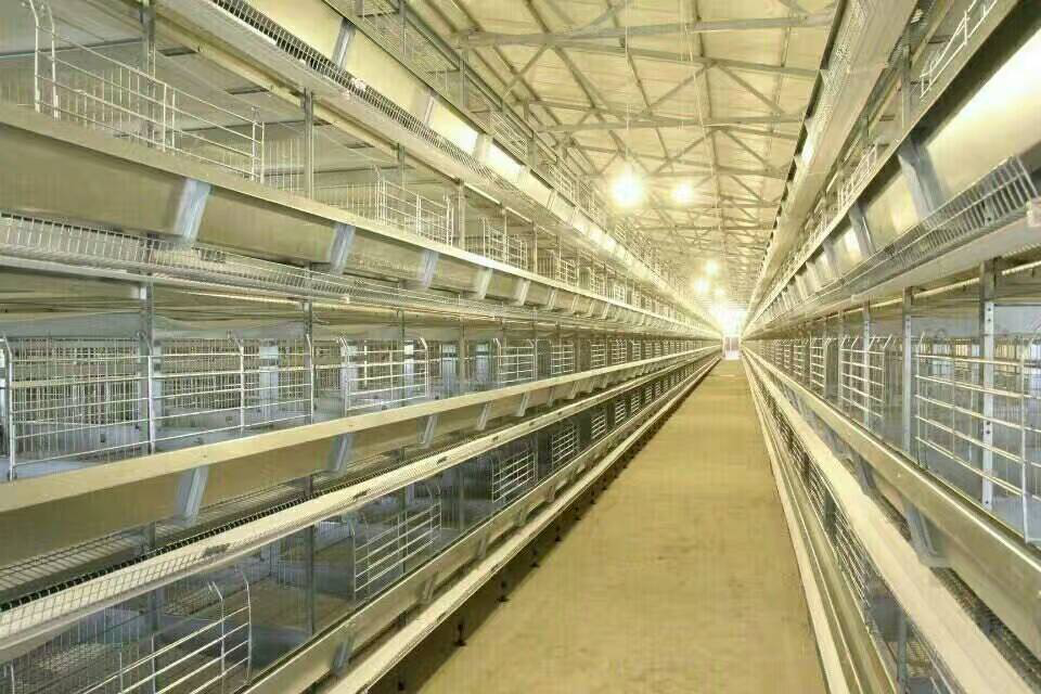 Broiler Cage