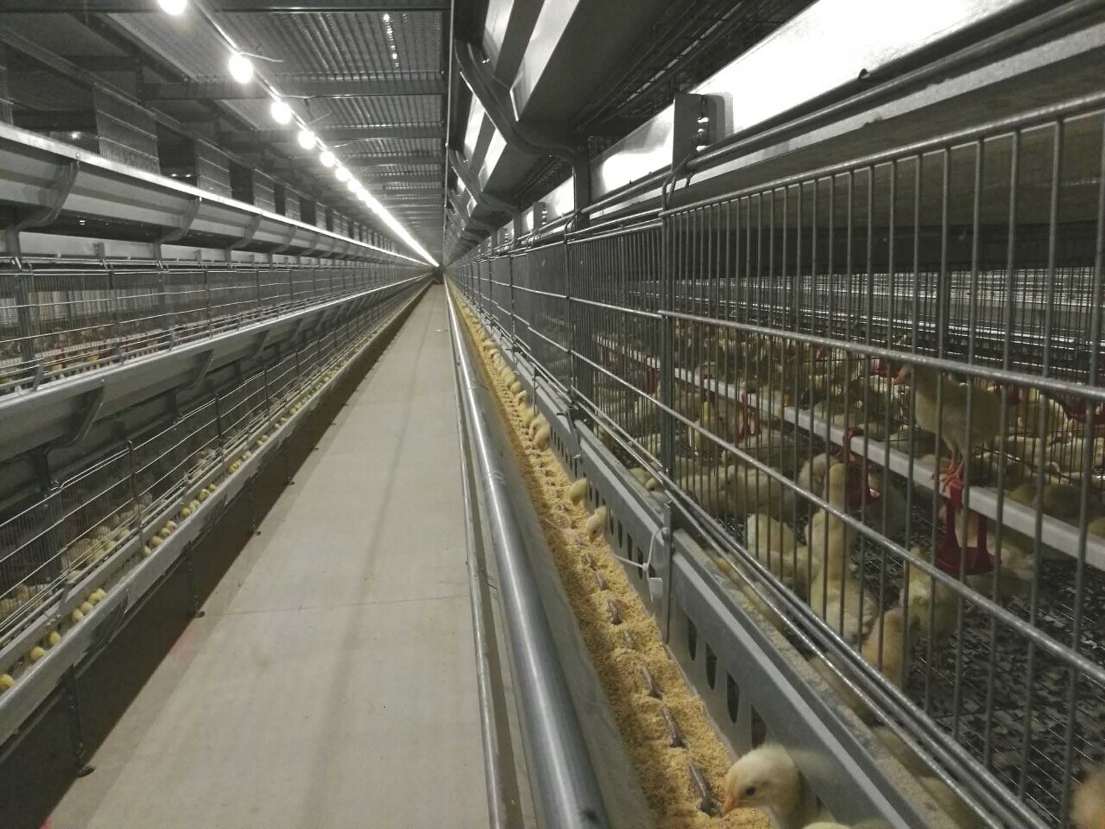 Chick chicken cage