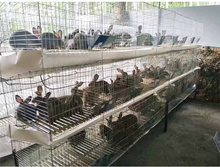 meat rabbit cages for sale