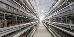 Chicken cage manufacturers analyze the reasons for failure to raise chickens