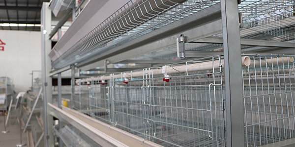 Chicken cage factory about how scientific chicken