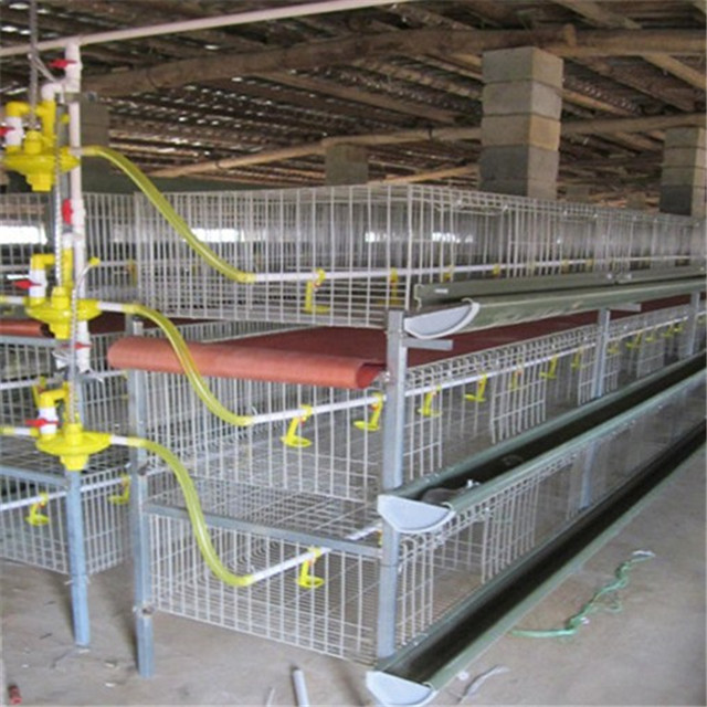 broiler cages be constantly