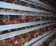 layer chicken cage production requirements