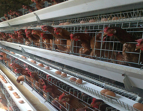 Management points of chickens in broiler cages