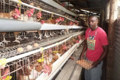 How to disinfect chicken house