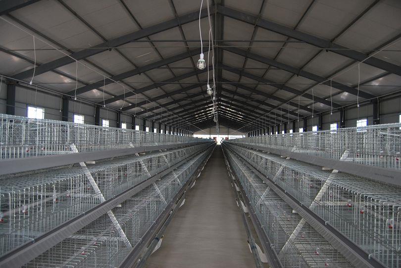 Epidemic prevention management of chickens in broiler cages