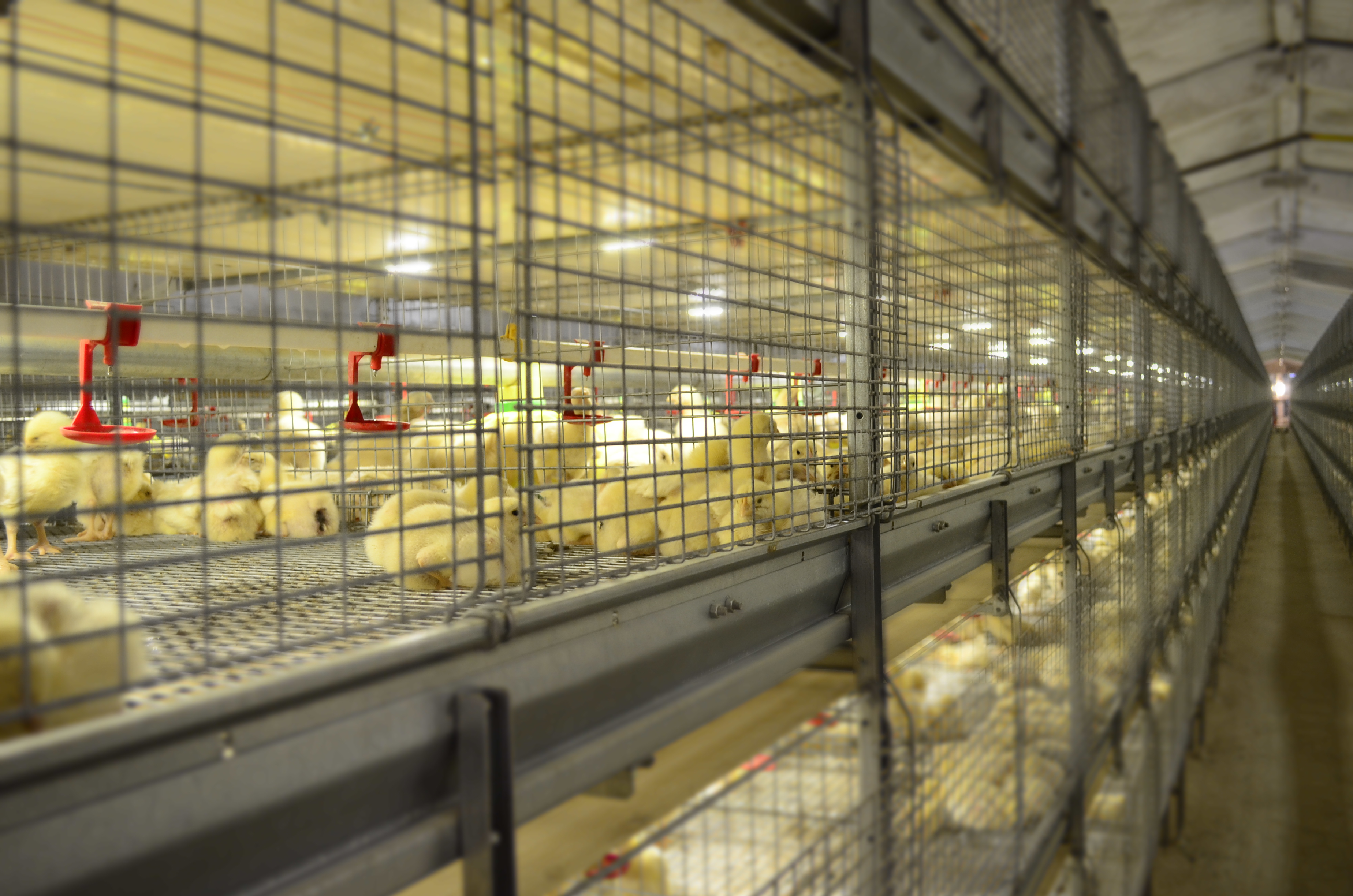 How to manage hygiene in broiler cages