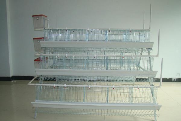 Introduction of species of cultured chicken cages