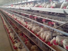 Precautions for chickens in layer chicken cages