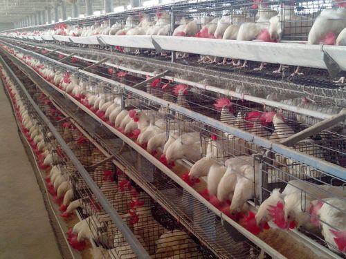 Precautions for chickens in layer chicken cages