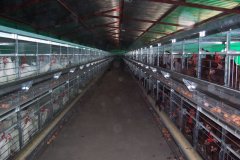 Chicken cage chicken house flue type brooding introduction