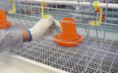 How three-layer broiler cages are placed more scientifically