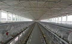 Broiler cage is a rodent-resistant weapon for broiler breeding