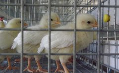 What should be paid attention to in winter broiler cage equipment?