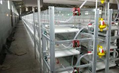 Broiler Cage Price