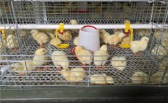 How to add calcium to broiler cage farming?