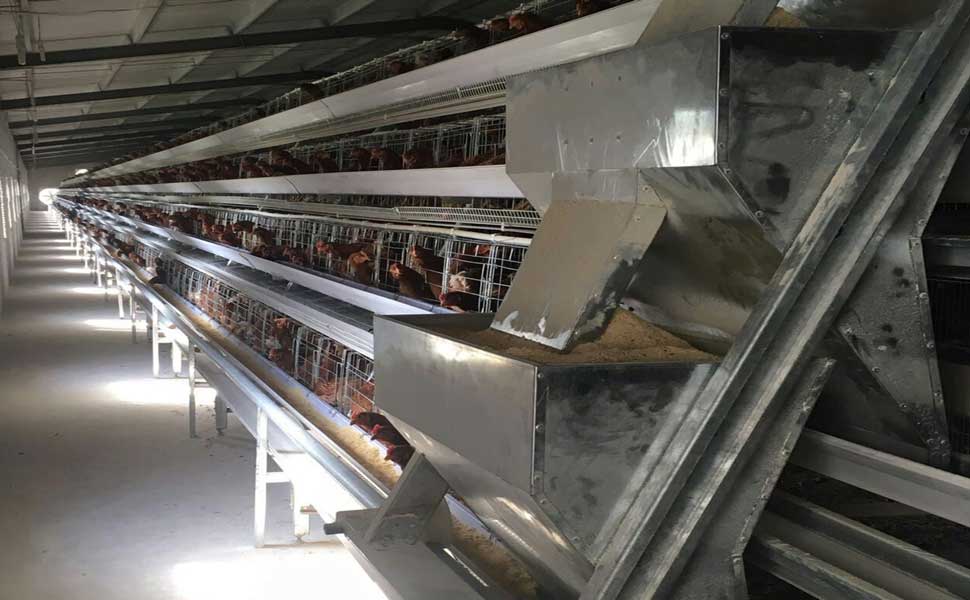 Physiological characteristics of chickens in chicken cages