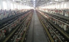 How broiler cage chickens can prevent bursal disease