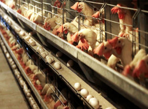 Enriched Egg Laying Chicken Cages for Sale